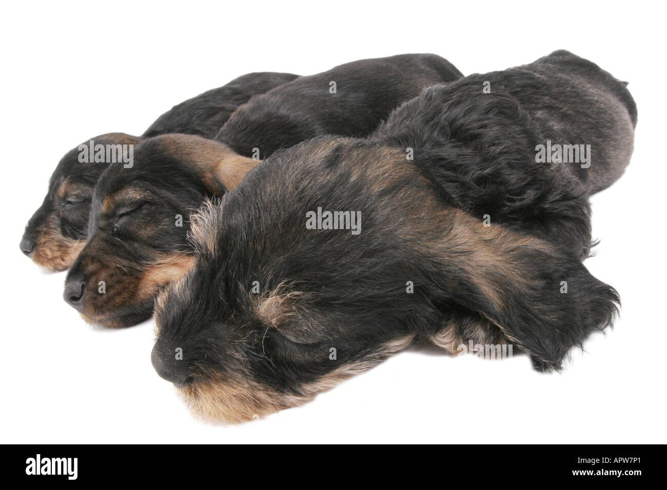 Teckel, chien saucisse, chien domestique (Canis lupus f. familiaris), trois chiots dormir côte à côte Banque D'Images