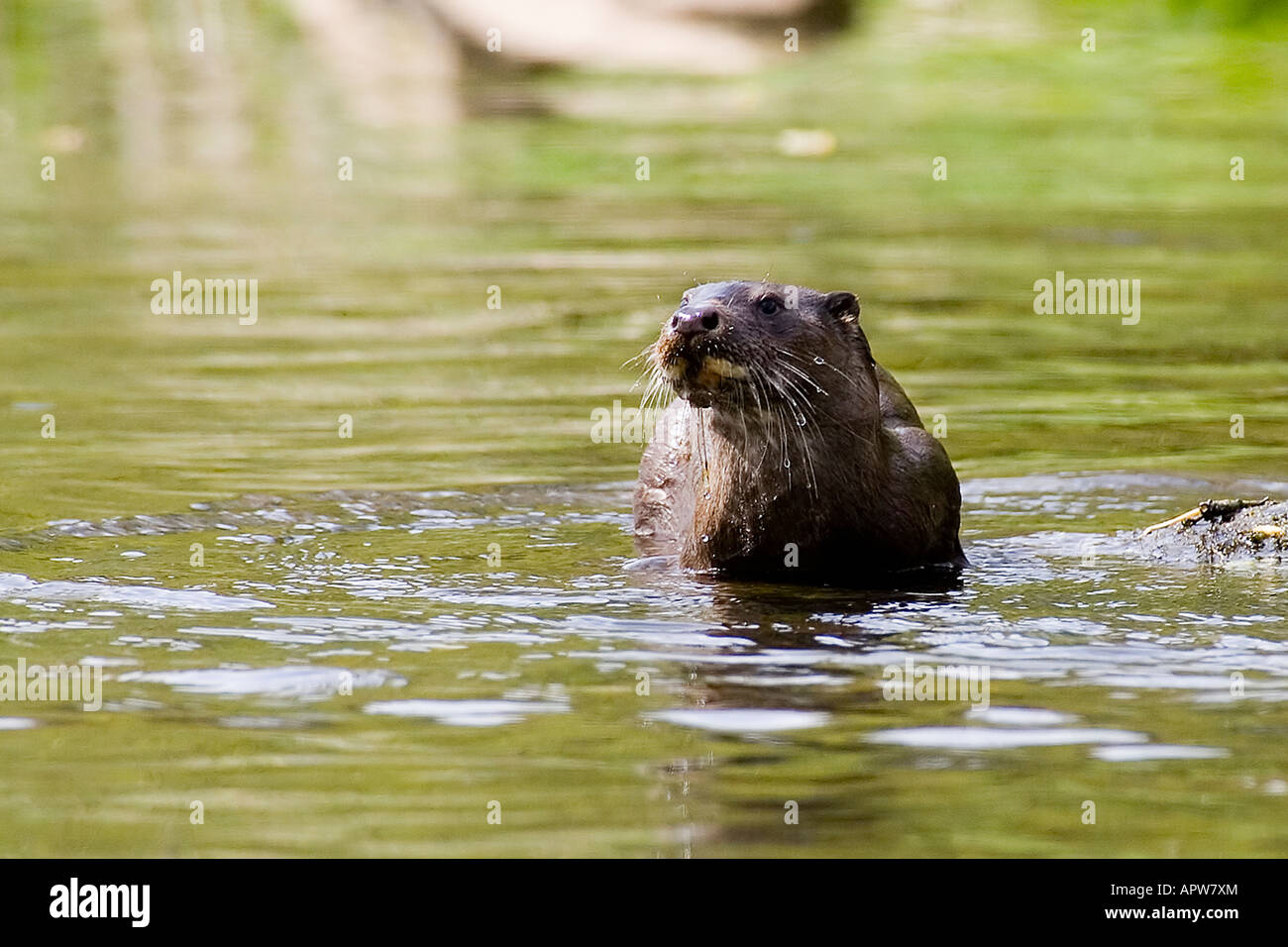 Loutre d'Europe (Lutra lutra) Banque D'Images