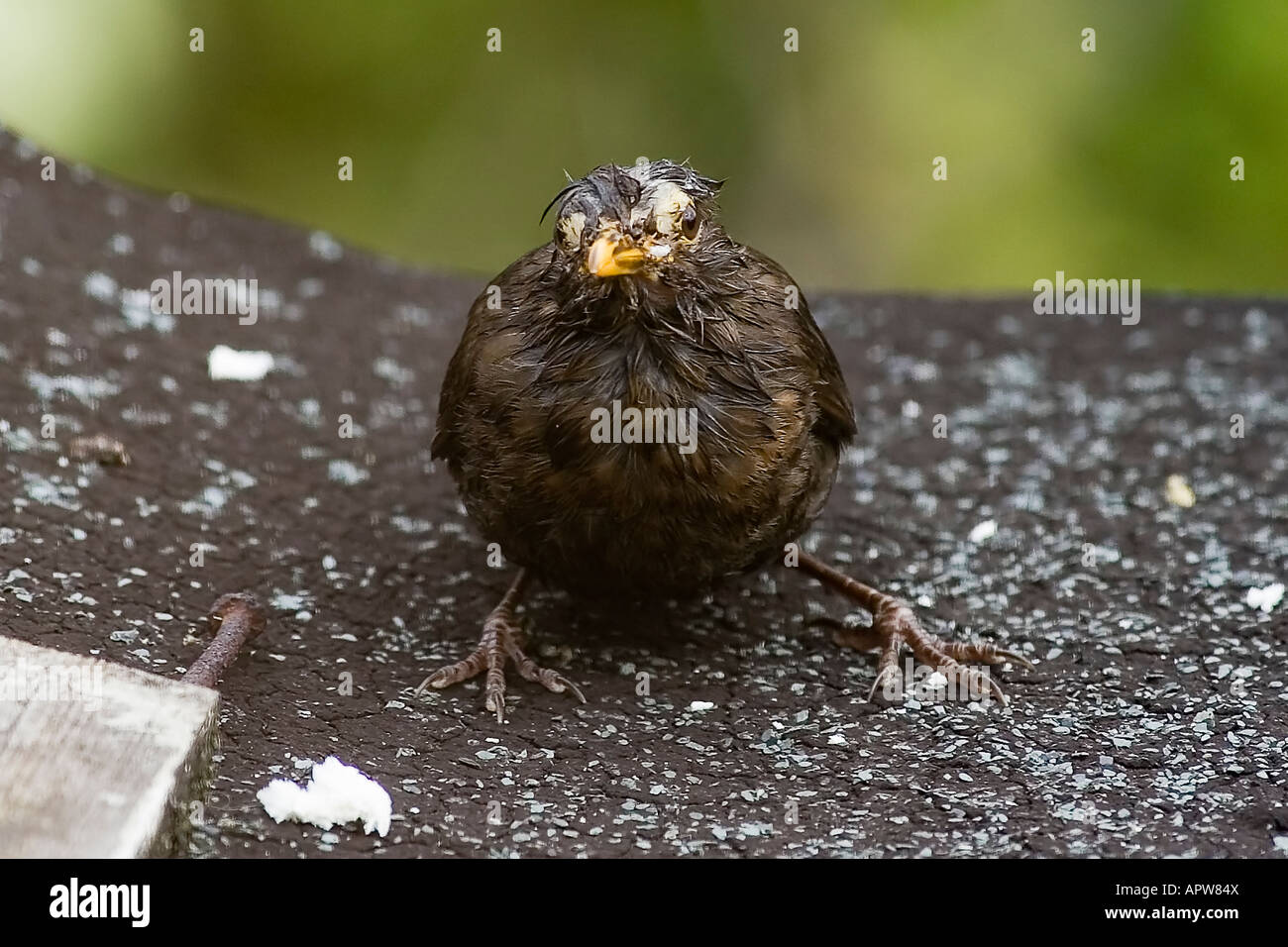 Blackbird Banque D'Images