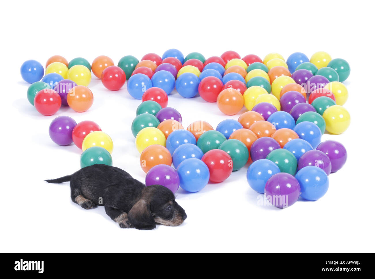 Teckel, chien saucisse, chien domestique (Canis lupus f. familiaris), minet allongé en face de boules en plastique coloré Banque D'Images