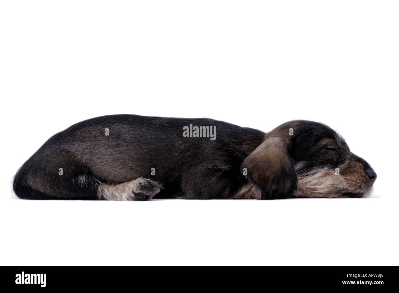 Teckel, chien saucisse, chien domestique (Canis lupus f. familiaris), dormir chiot Banque D'Images