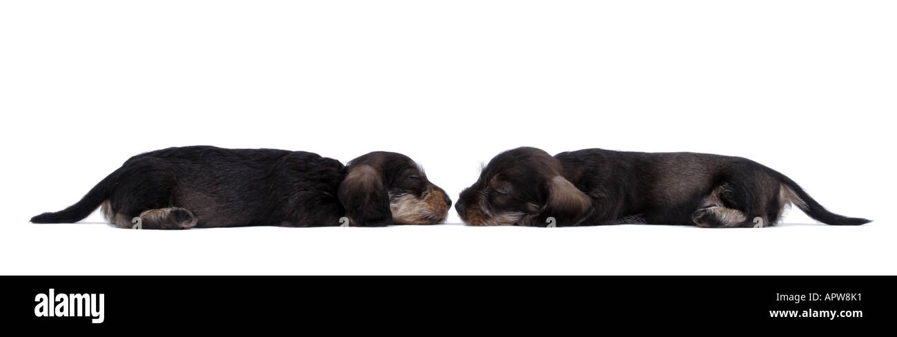 Teckel, chien saucisse, chien domestique (Canis lupus f. familiaris), deux chiots de couchage vis-avis, nez à nez Banque D'Images