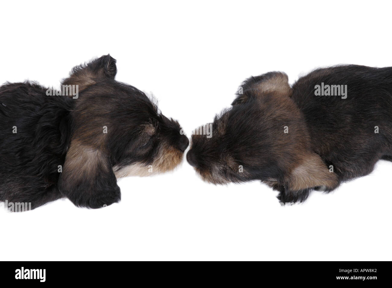 Teckel, chien saucisse, chien domestique (Canis lupus f. familiaris), deux chiots de couchage vis-avis, nez à nez Banque D'Images