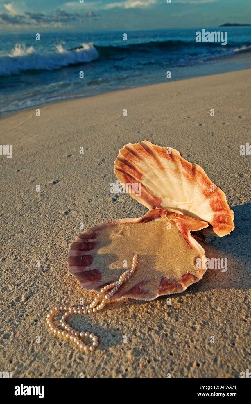 Coquillages perles de coquillage sur la plage avec les Seychelles Banque D'Images