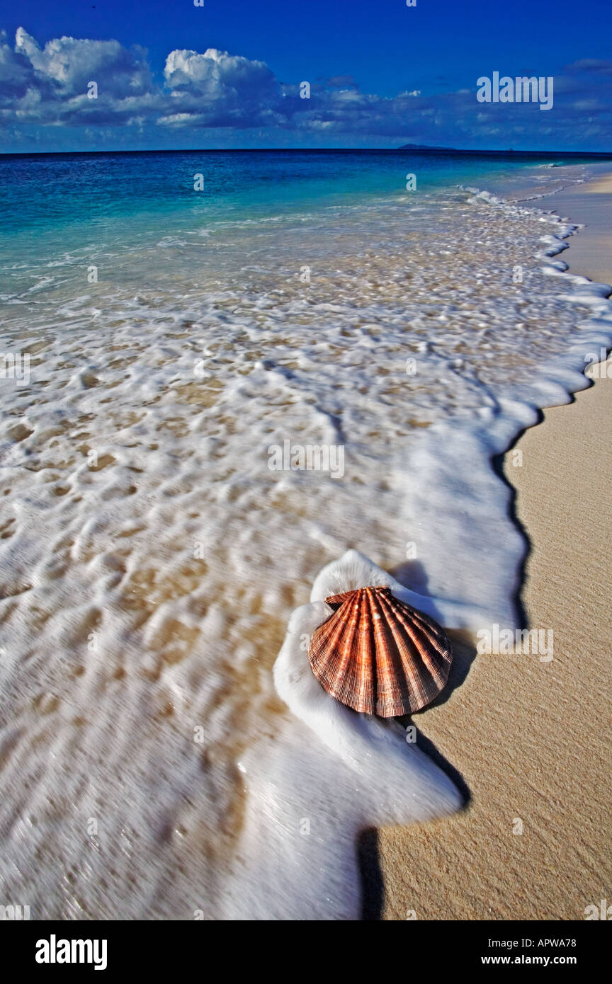 Les coquillages coquillage sur la plage aux Seychelles Banque D'Images