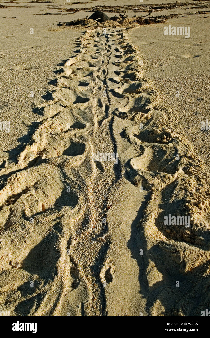 La tortue imbriquée Eretmochelys imbricata pistes menacées d'emplacement du nid des océans tropicaux et subtropicaux Dist dans le monde entier Banque D'Images La tortue imbriquée Eretmochelys imbricata pistes menacées d'emplacement du nid des océans tropicaux et subtropicaux Dist dans le monde entier Banque D'Images