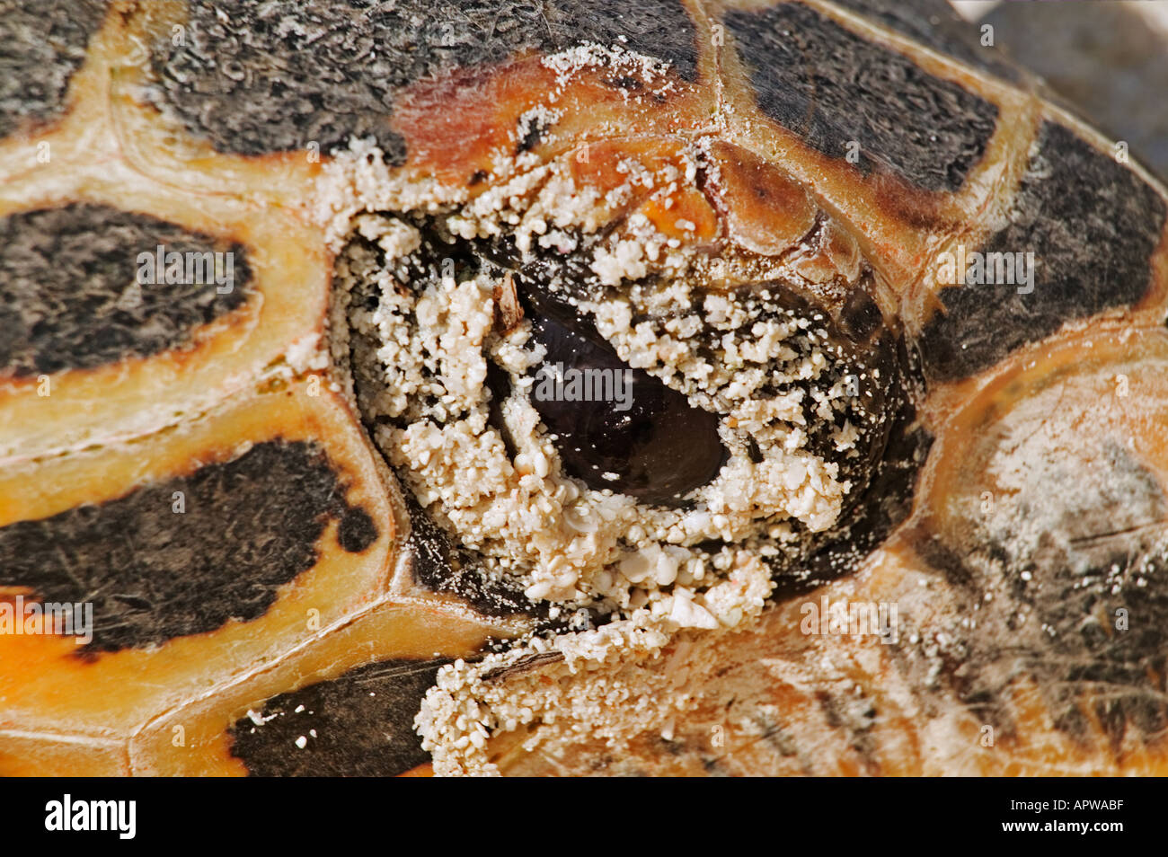 La tortue imbriquée Eretmochelys imbricata disparition Close up of eye Dist des océans tropicaux et subtropicaux, dans le monde entier Banque D'Images La tortue imbriquée Eretmochelys imbricata disparition Close up of eye Dist des océans tropicaux et subtropicaux, dans le monde entier Banque D'Images