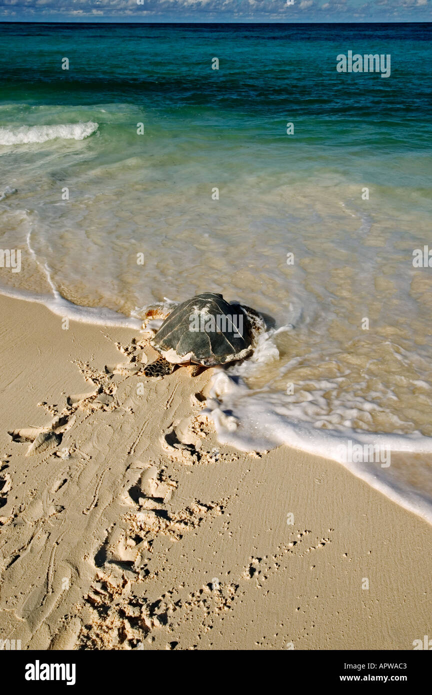 La tortue imbriquée Eretmochelys imbricata disparition retourne à la mer après la ponte dans le monde des océans subtropicaux Tropical Banque D'Images La tortue imbriquée Eretmochelys imbricata disparition retourne à la mer après la ponte dans le monde des océans subtropicaux Tropical Banque D'Images