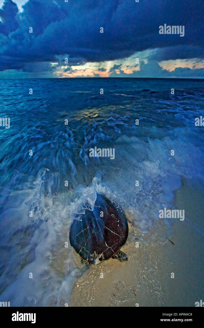 La tortue imbriquée Eretmochelys imbricata disparition retourne à la mer après la ponte dans le monde des océans subtropicaux Tropical Banque D'Images La tortue imbriquée Eretmochelys imbricata disparition retourne à la mer après la ponte dans le monde des océans subtropicaux Tropical Banque D'Images
