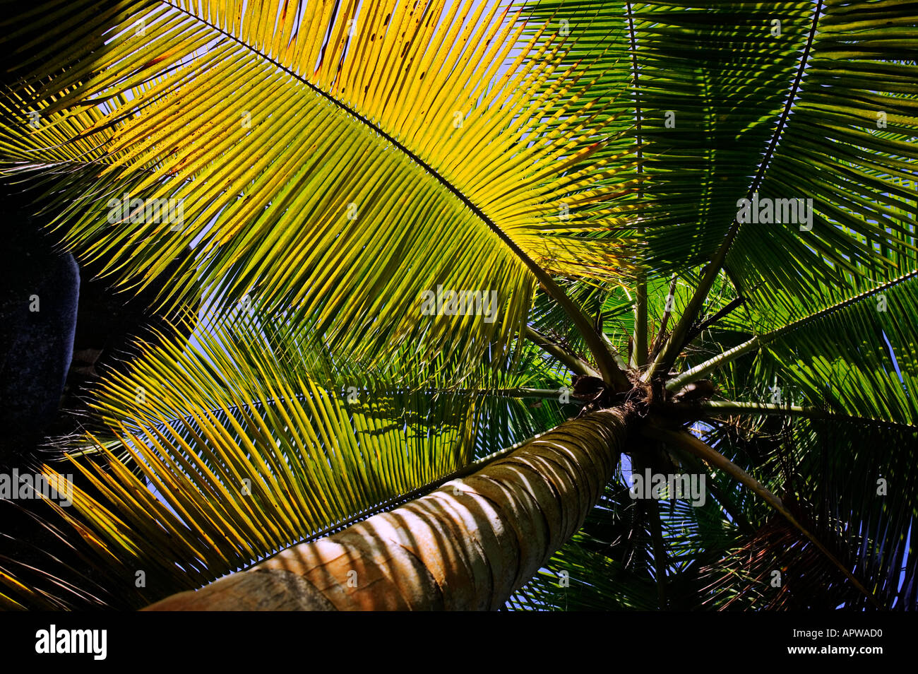 Palmier Cocotier Cocos nucifera Seychelles Dist les climats tropicaux dans le monde entier Banque D'Images