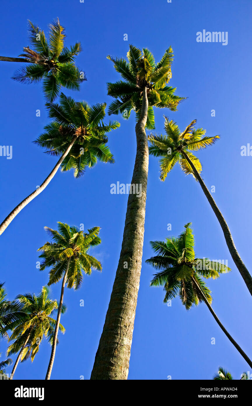 Palmier Cocotier Cocos nucifera Seychelles Dist les climats tropicaux dans le monde entier Banque D'Images