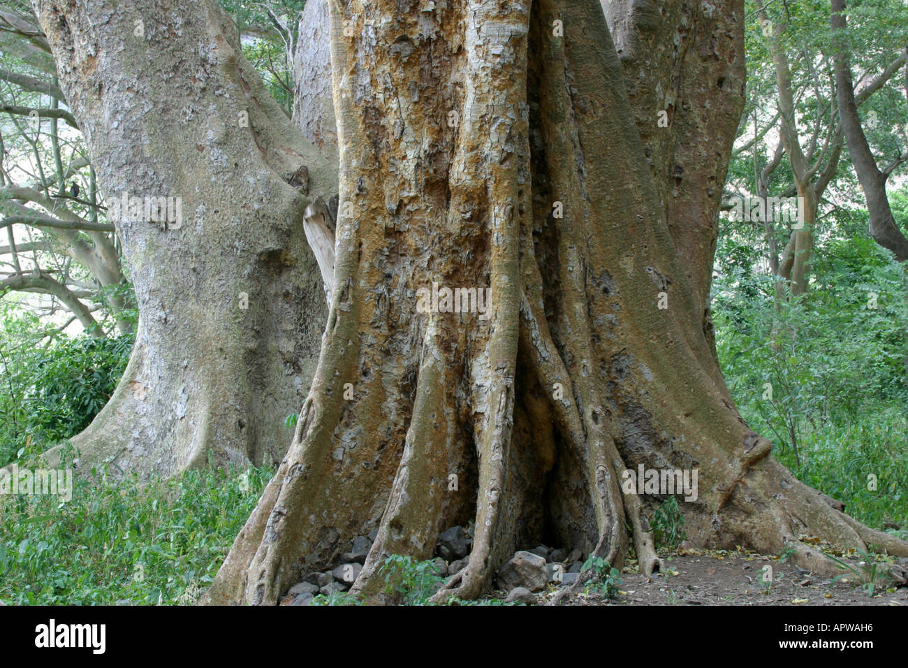 Sycamore fig Ficus (sycamorus), le tronc et les racines, au Kenya Banque D'Images