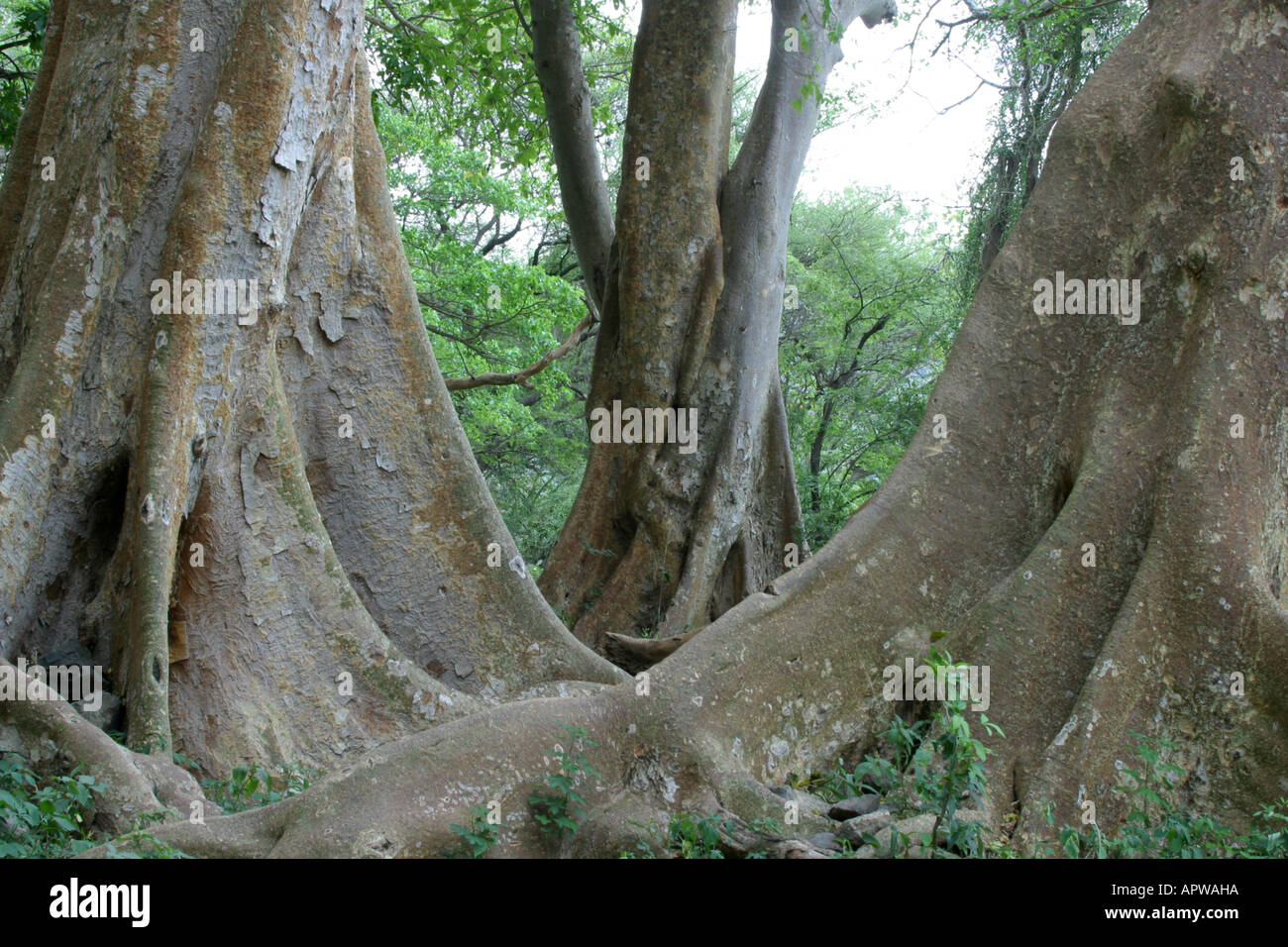 Sycamore fig Ficus (sycamorus), troncs avec racines, Kenya Banque D'Images