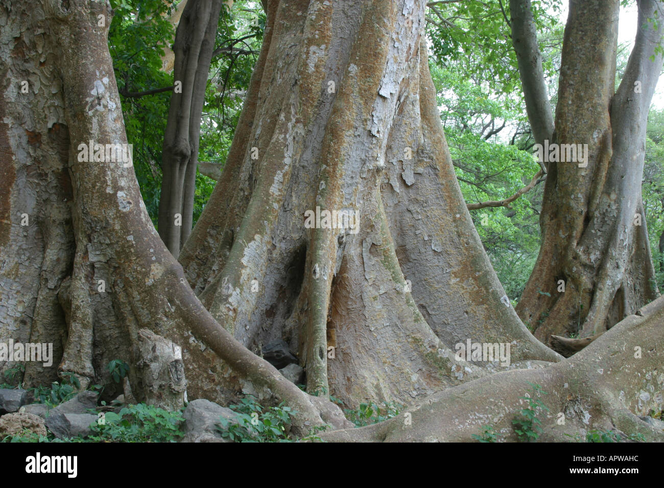 Sycamore fig Ficus (sycamorus), troncs avec racines, Kenya Banque D'Images