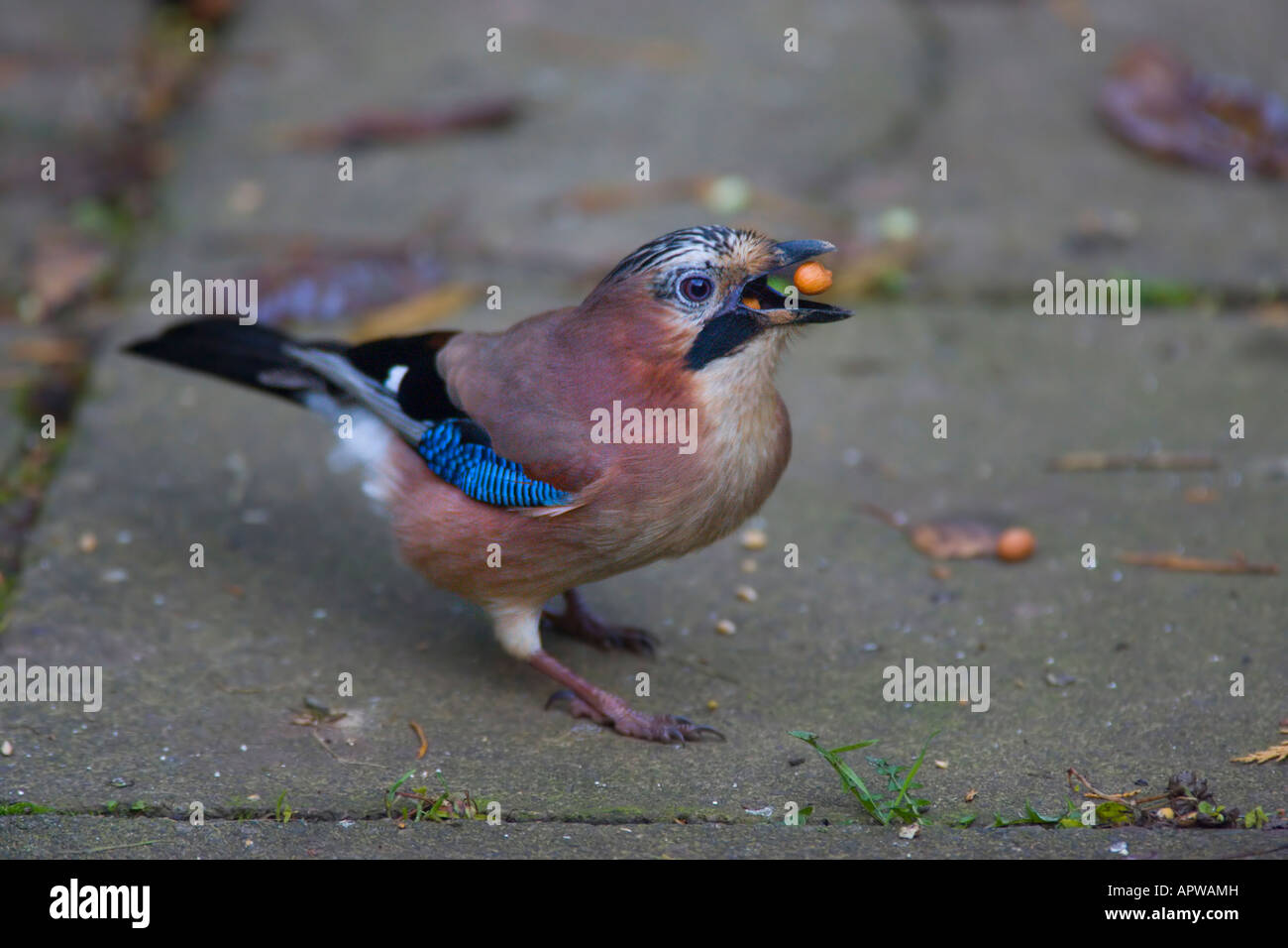 Jay (Garrulus glandarius) Banque D'Images