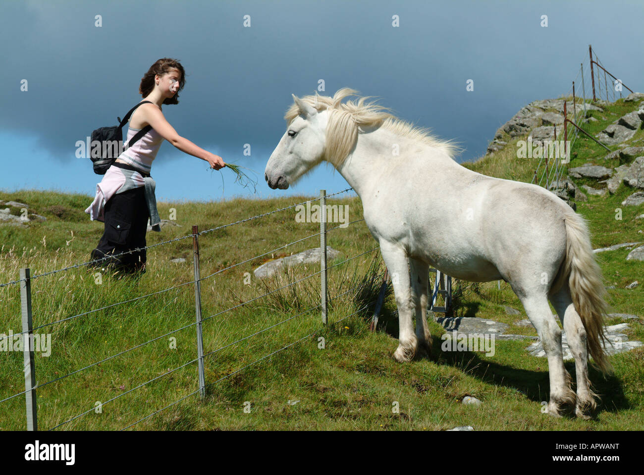 L'alimentation d'un poney Eriskay sauvage sur l'Île Sainte Eriskay île d'eriskay western isles ecosse Outer Hebrides uk go Banque D'Images