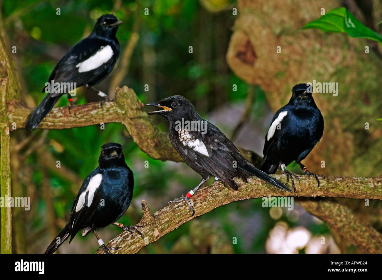 Pie chanteuse des Seychelles Copsychus sechellarum Seychelles Seychelles endémique en voie de disparition Banque D'Images Pie chanteuse des Seychelles Copsychus sechellarum Seychelles Seychelles endémique en voie de disparition Banque D'Images
