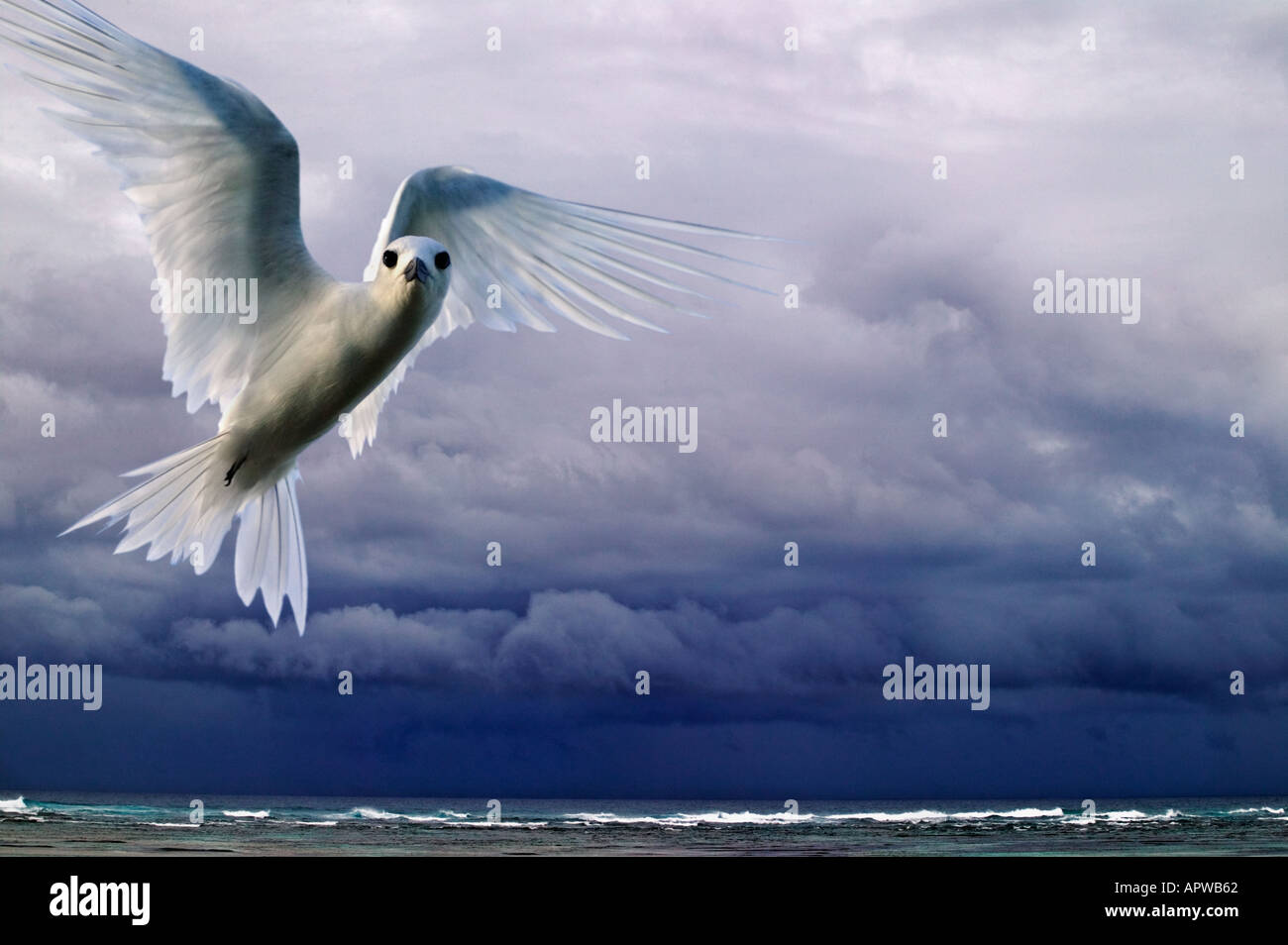 Les nuages de tempête sur l'océan avec white fairy tern Gygis alba Bird Island Seychelles image modifiée numériquement Banque D'Images