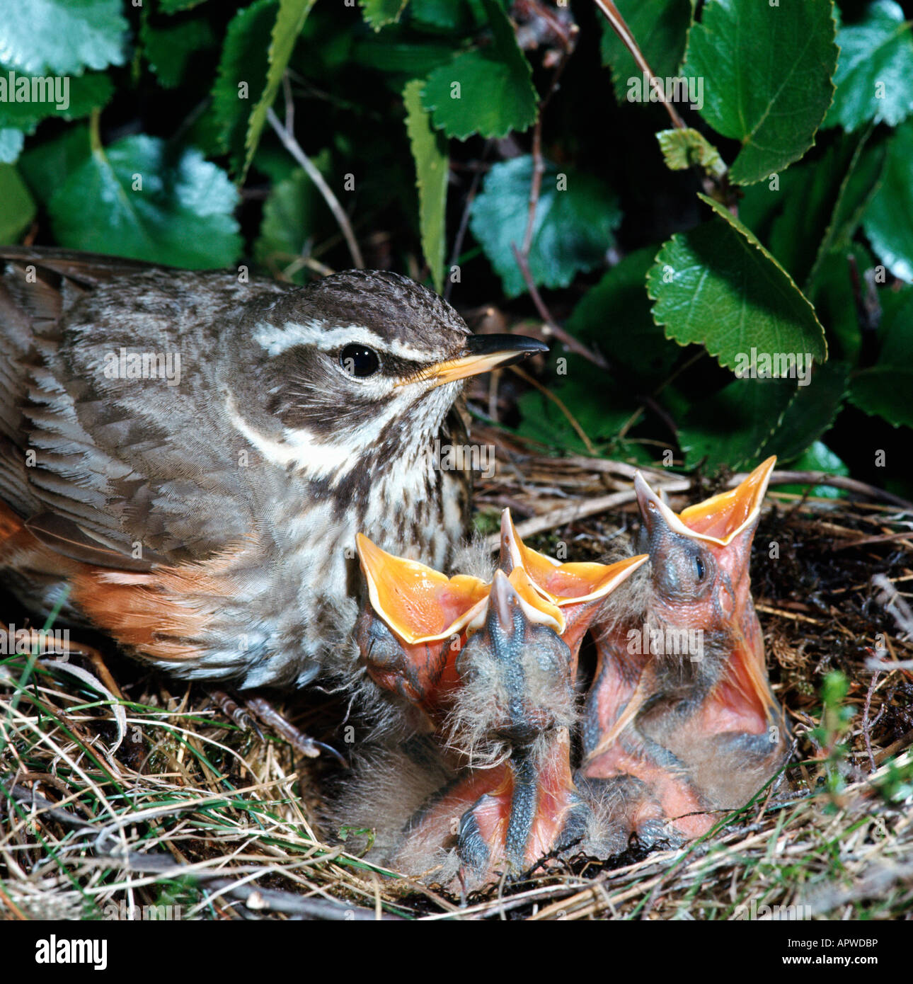 Rotdrossel Redwing Turdus iliacus grive mauvis nourrissant ses oisillons Adultes Adultes France construction construction animal Animaux Banque D'Images