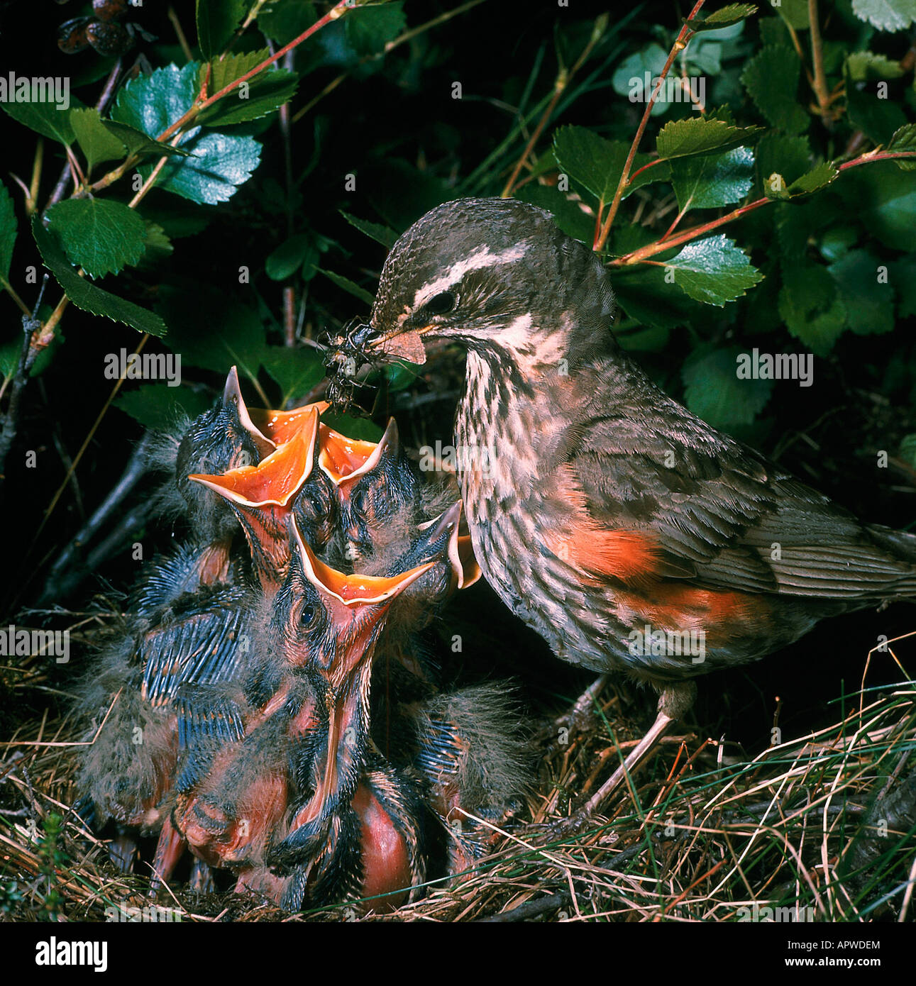 Rotdrossel Redwing Turdus iliacus grive mauvis nourrissant ses oisillons Adultes Adultes France construction construction animal Animaux Banque D'Images