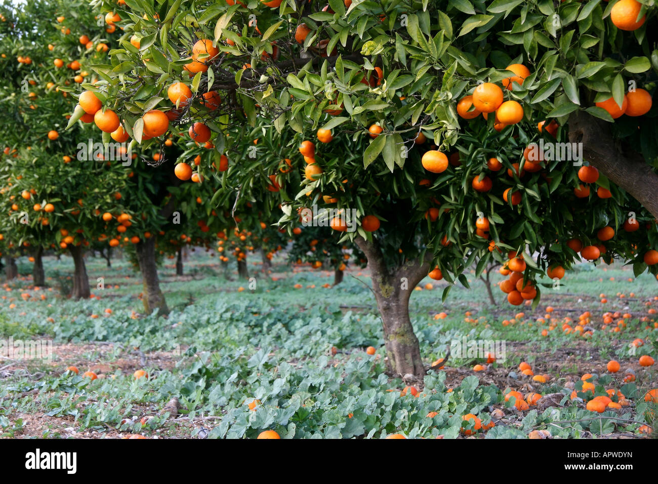 Une orangeraie dans la région de la Costa Blanca de l'Espagne Photo Stock Alamy