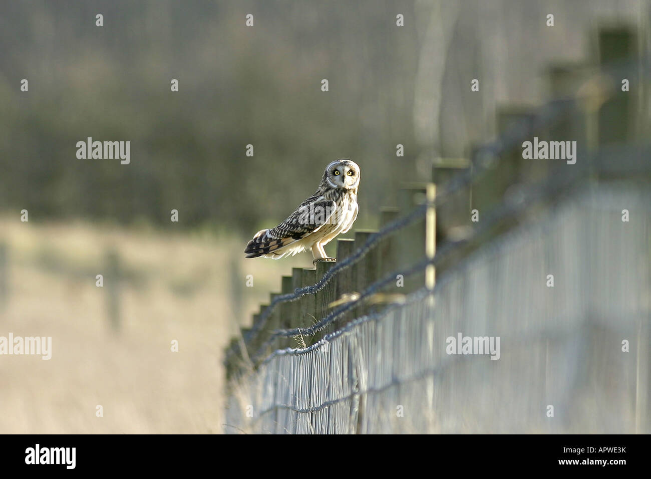 Court-Hibou des marais (Asio flammeus Banque D'Images