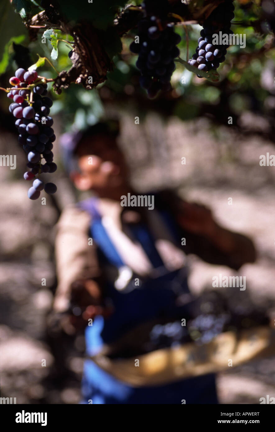 Travailleur de vin au cours de la récolte et des vignes Banque D'Images