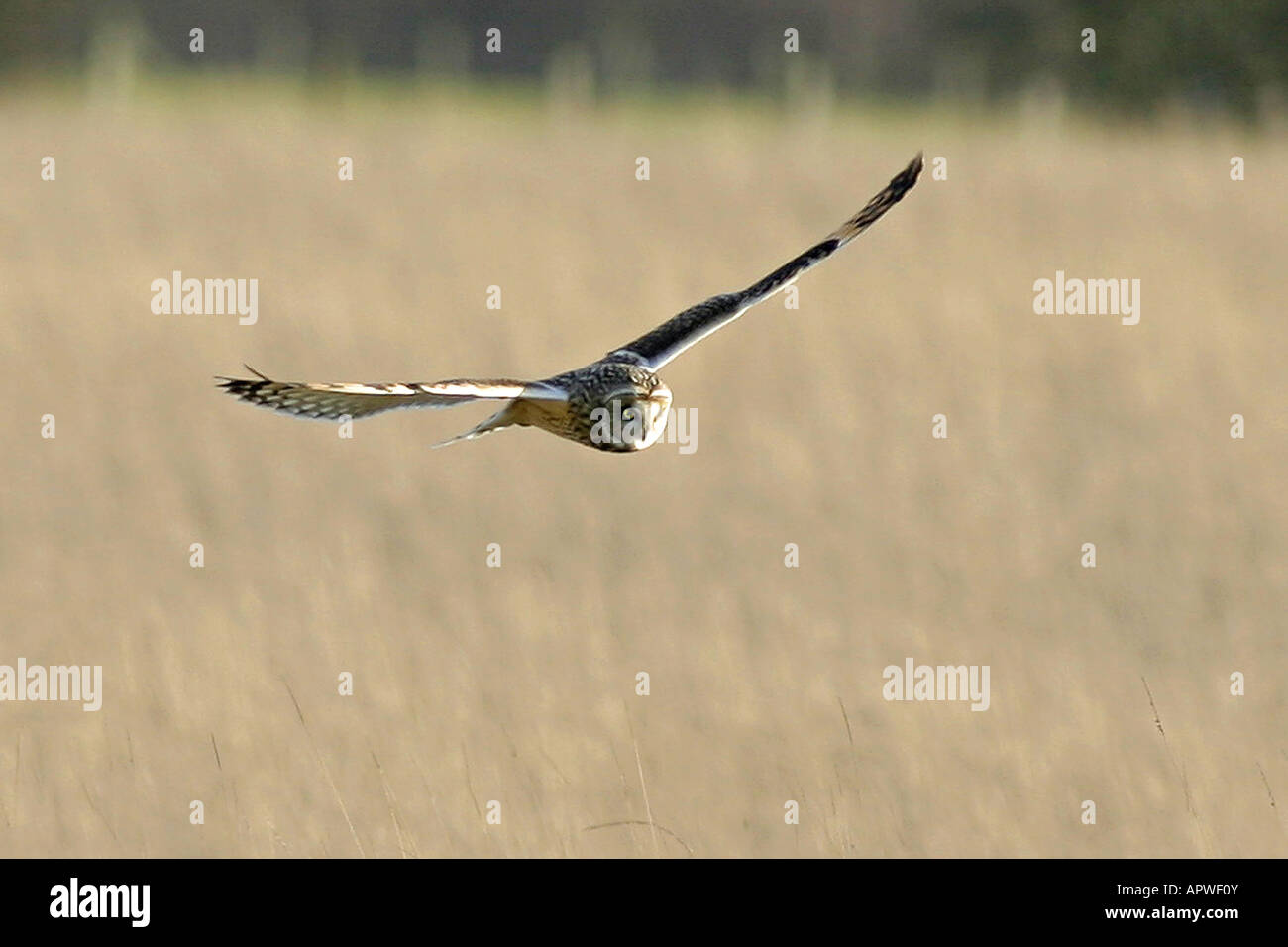 Court-Hibou des marais (Asio flammeus Banque D'Images