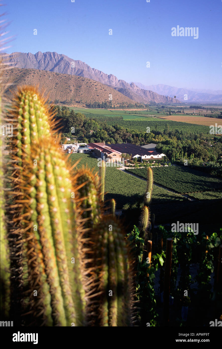 Cactus en premier plan du paysage au-dessus du vignoble chilien errazuriz Banque D'Images