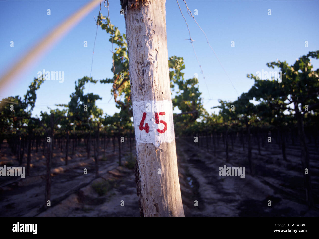 vin vigne stock Banque D'Images