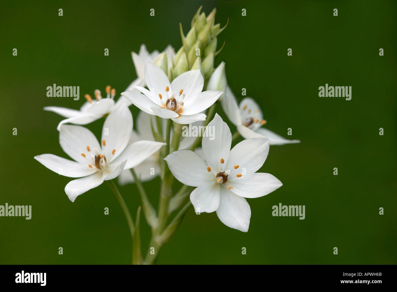 Tête de profil d'une grande longévité des fleurs blanches Chincherinchee Banque D'Images