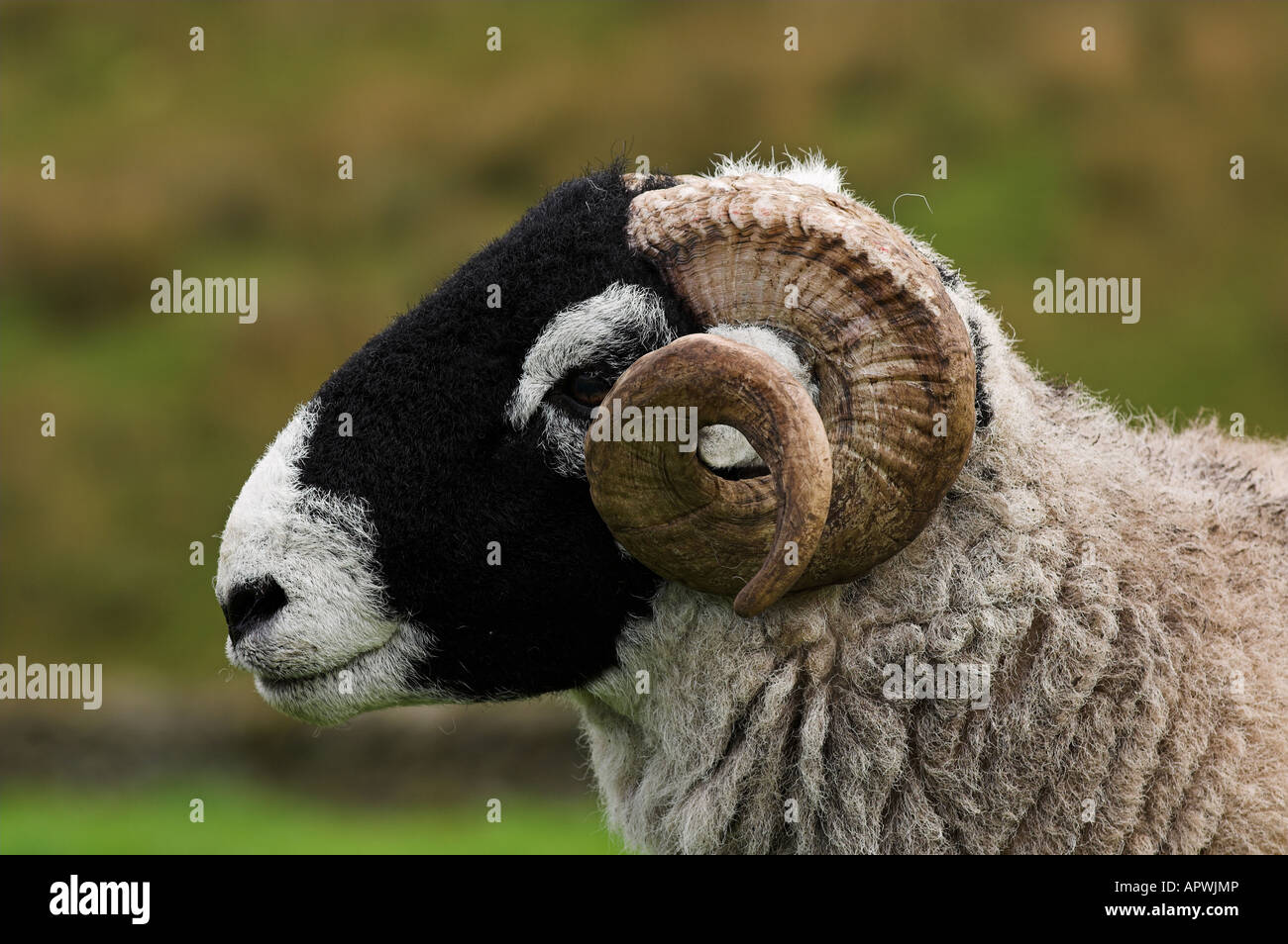 Swaledale ram dans domaine Cumbria Banque D'Images