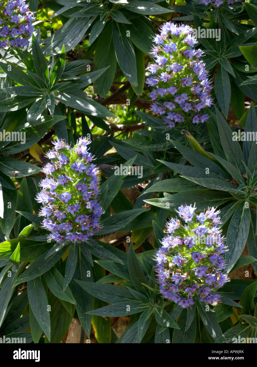 Fierté de Madère (echium candicans) Banque D'Images