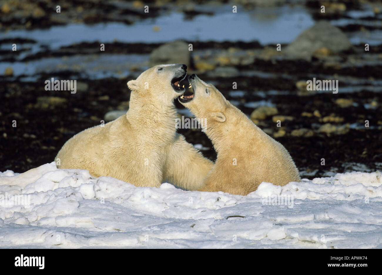 Les ours polaires playfighting Banque D'Images