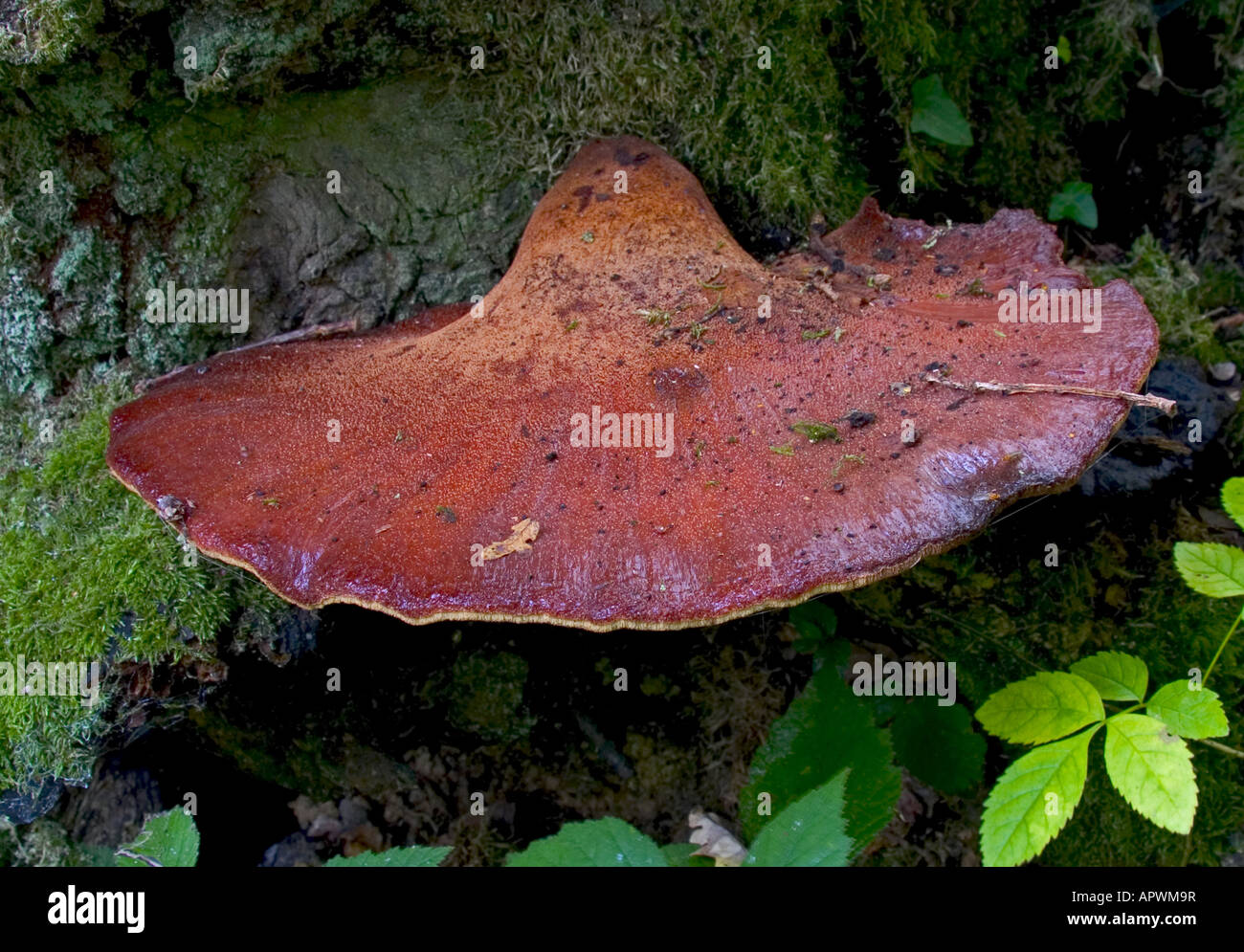 Beefsteak ou langue de boeuf champignon Fistulina hepatica croissant sur Oak Photo Stock Alamy Beefsteak ou langue de boeuf champignon Fistulina hepatica croissant sur Oak Photo Stock Alamy