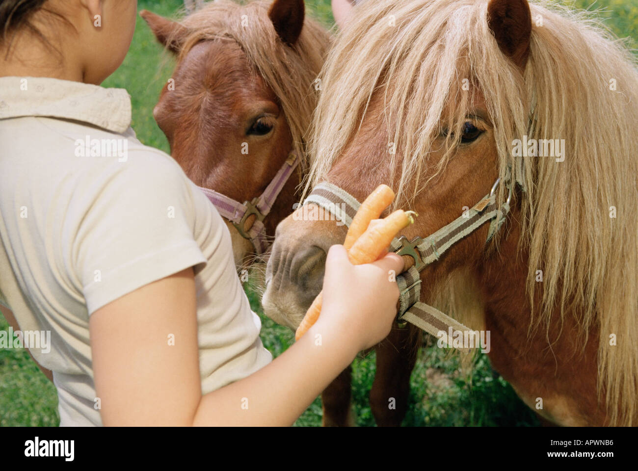 Fille avec deux poneys Banque D'Images