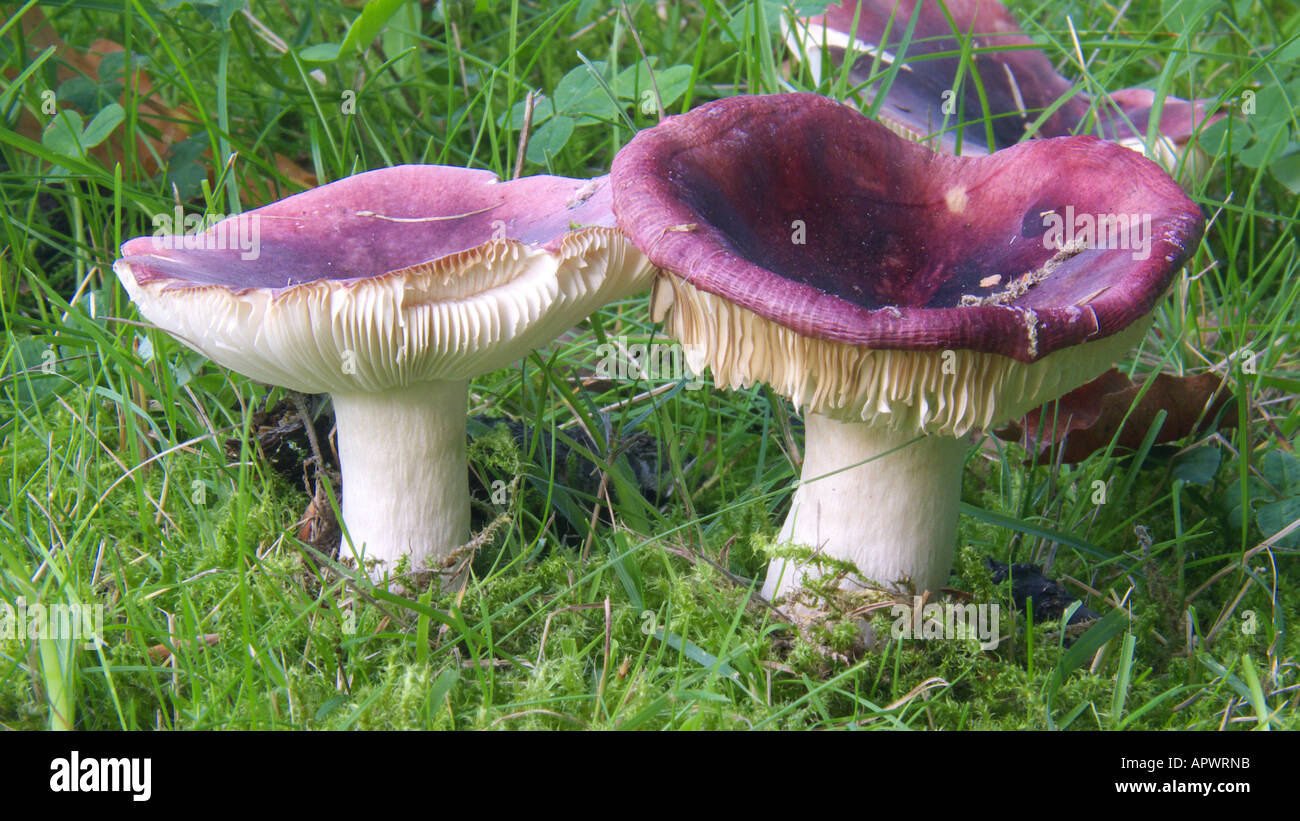 Champignon violet dans l'herbe Banque D'Images