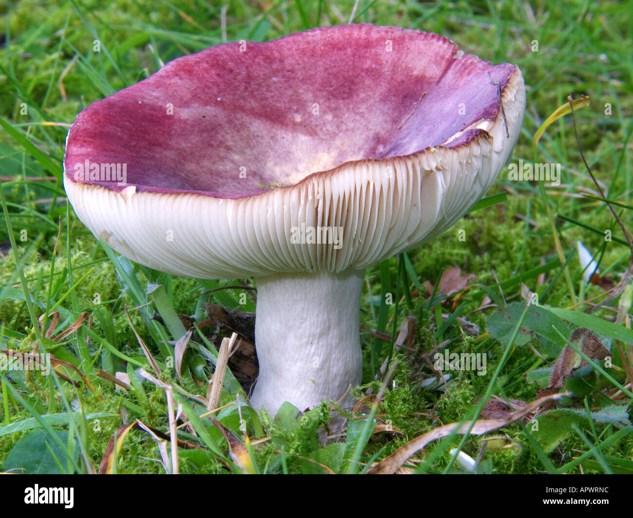 Champignon violet dans l'herbe Banque D'Images