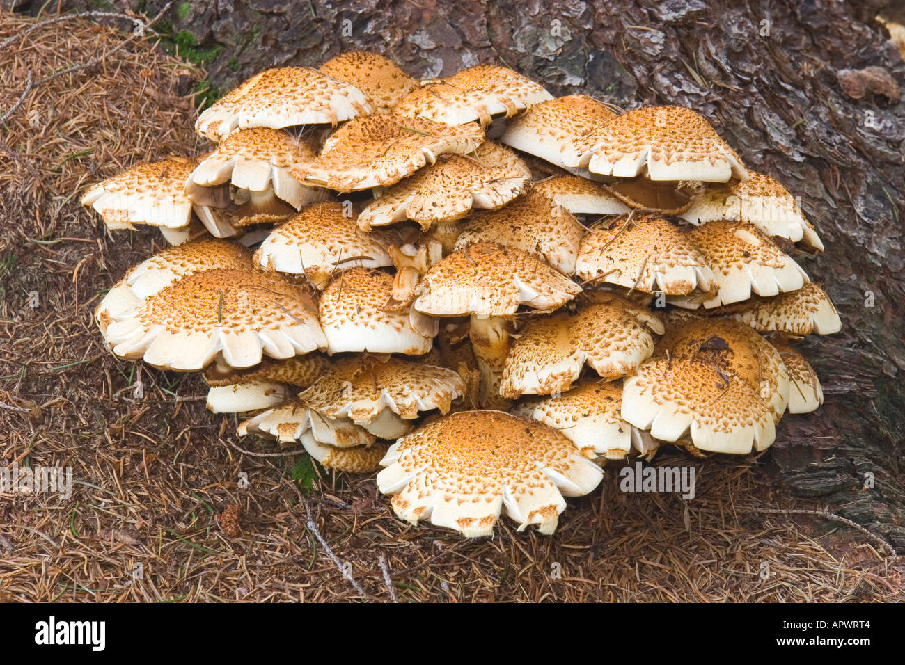 L'Armillaria champignons et au miel Banque D'Images