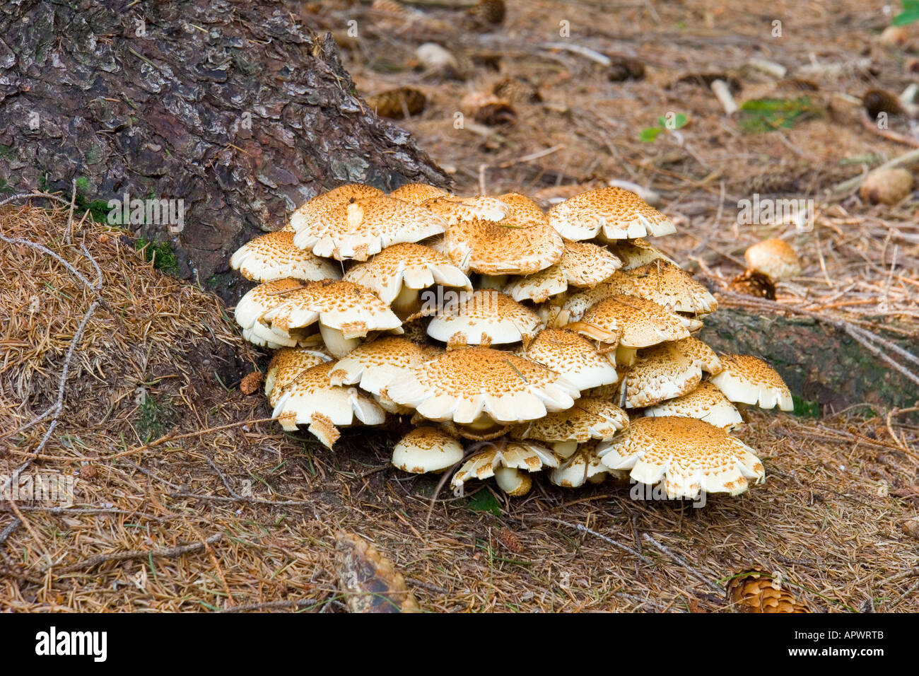 L'Armillaria champignons et au miel Banque D'Images