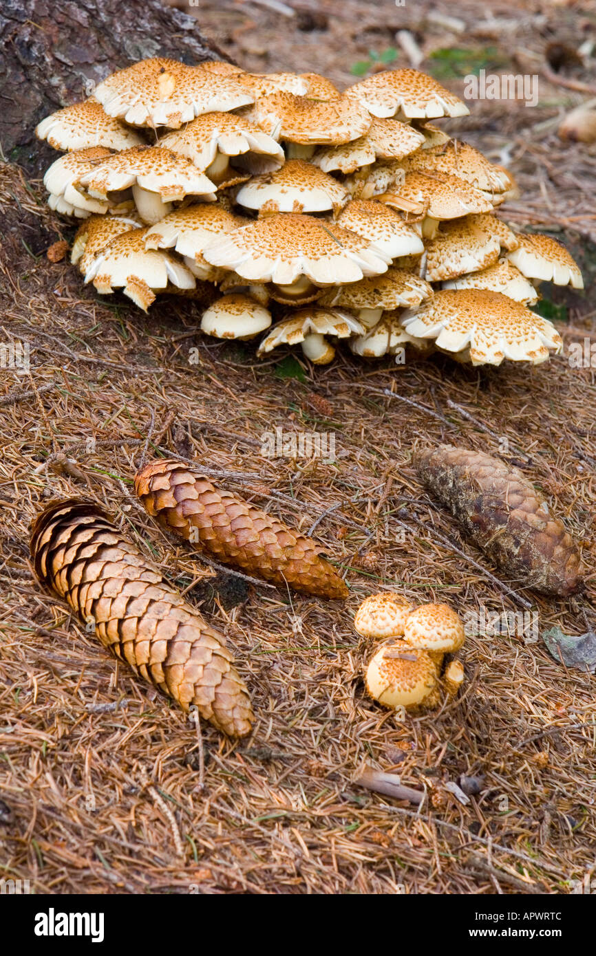 L'Armillaria champignons et au miel Banque D'Images