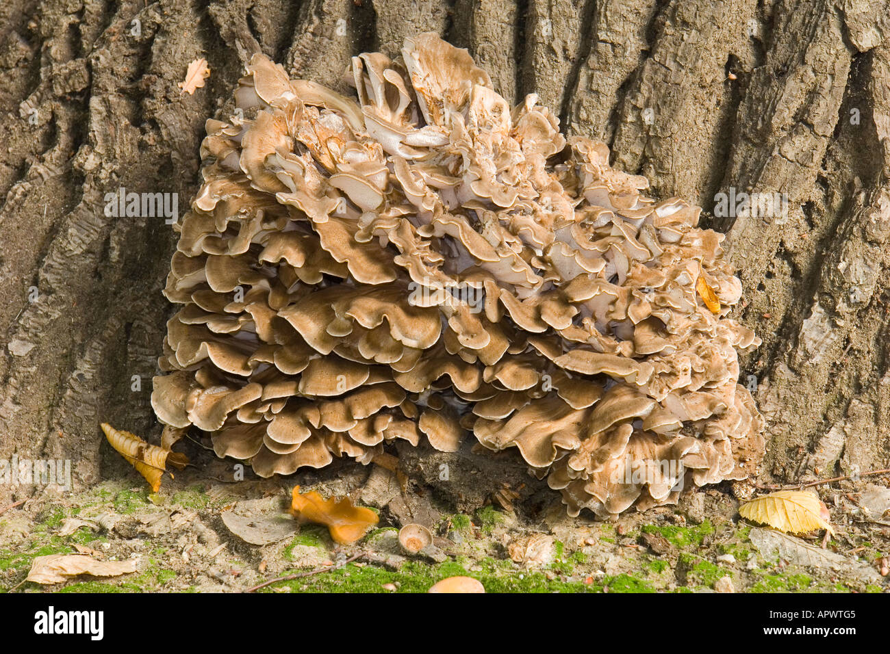 Champignons bruns sur le vieux tronc d'arbre de chêne Banque D'Images