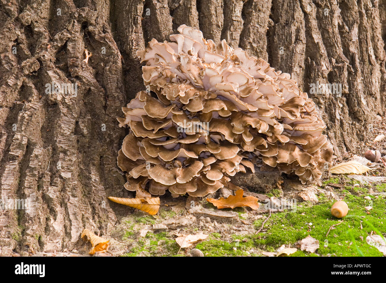 Champignons bruns sur le vieux tronc d'arbre de chêne Banque D'Images