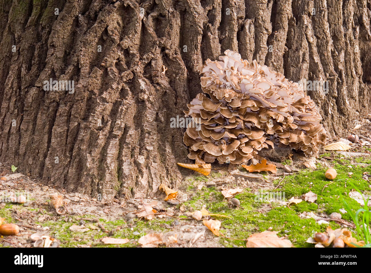 Champignons bruns sur le vieux tronc d'arbre de chêne Banque D'Images