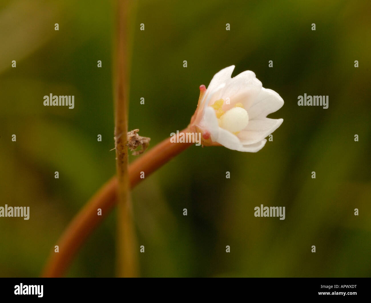 La Nouvelle Zélande, d'Épilobe epilobium brunnescens Banque D'Images