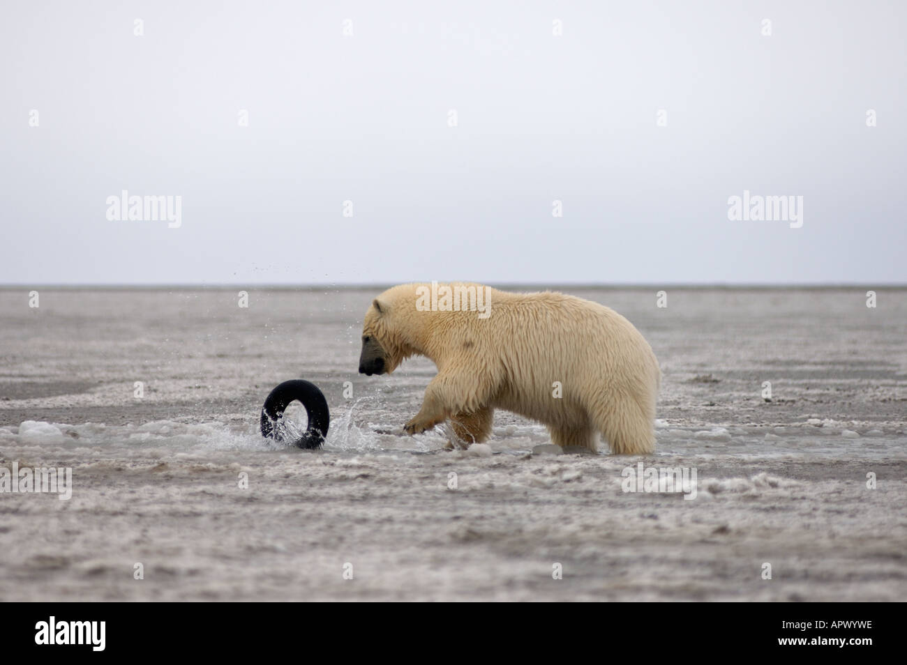 Ours polaires jouant avec un pneu sur la banquise 1002 plaine côtière de  l'Arctic National Wildlife Refuge en Alaska Photo Stock - Alamy