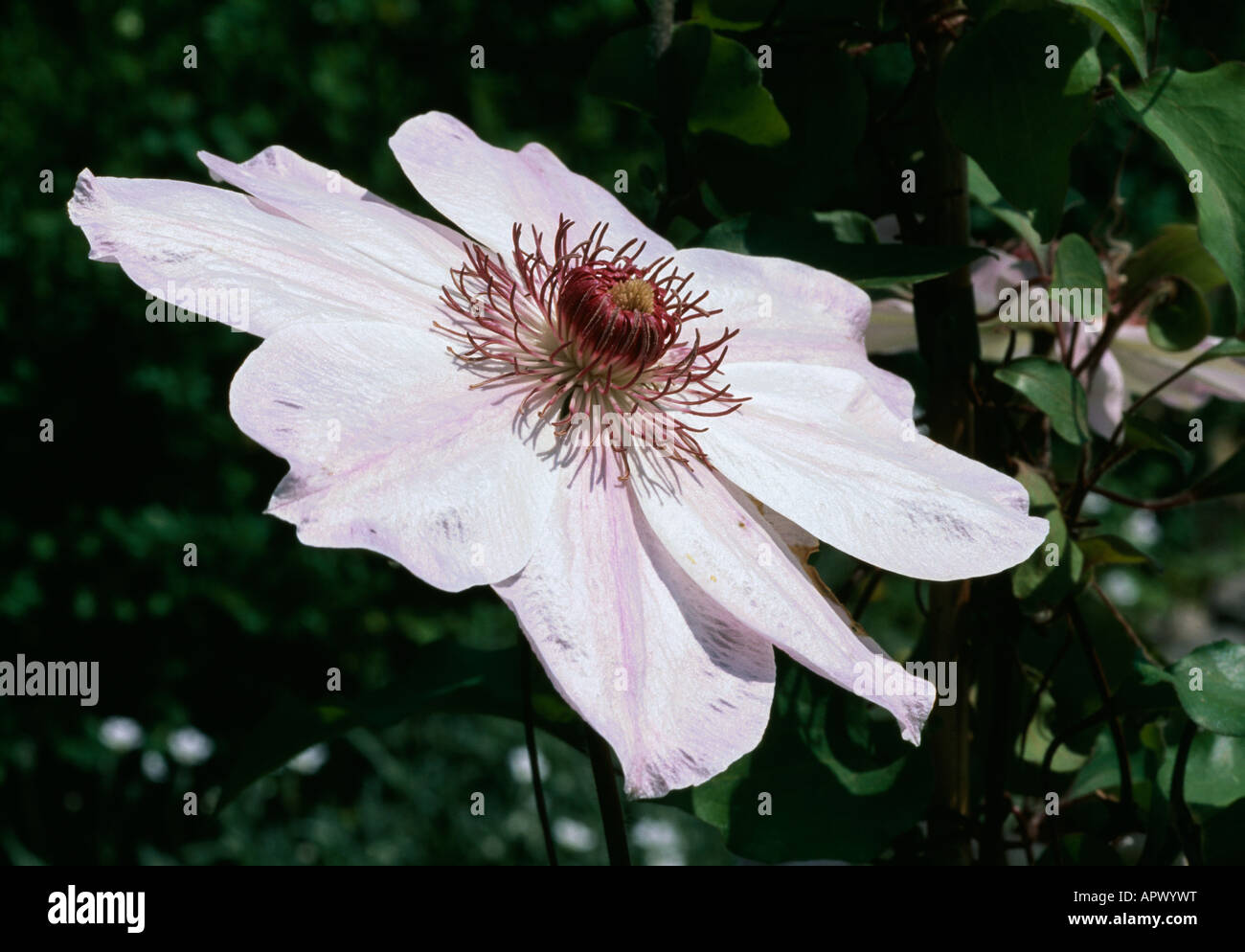 Clematis dawn pale rose une étoile offert au soleil un coeur Banque D'Images