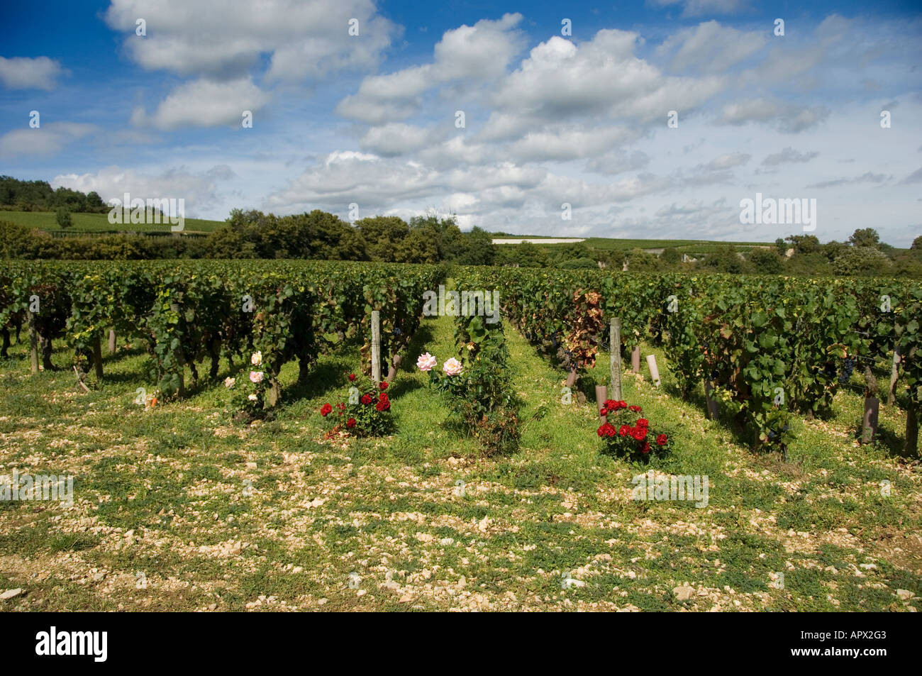 Clos de la Perrière au château vignoble Premier Cru Clos de Vougeot, Bourgogne, France avec des rosiers en bout de rang Banque D'Images