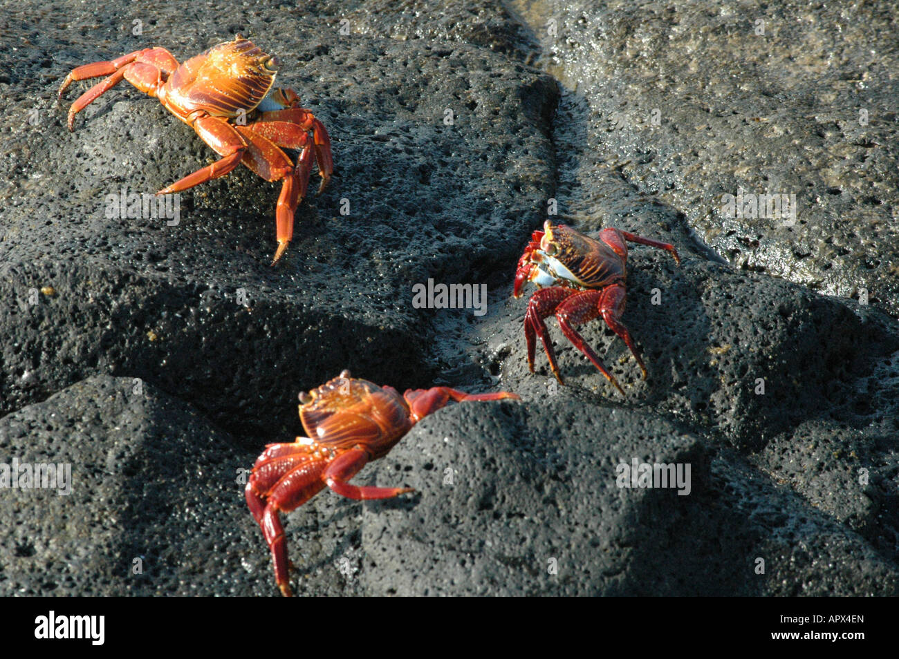 Sally light Pied [Crabe Grapsus Grapsus] Isla Santa Cruz, Galapagos, Equateur, Amérique du Sud Banque D'Images