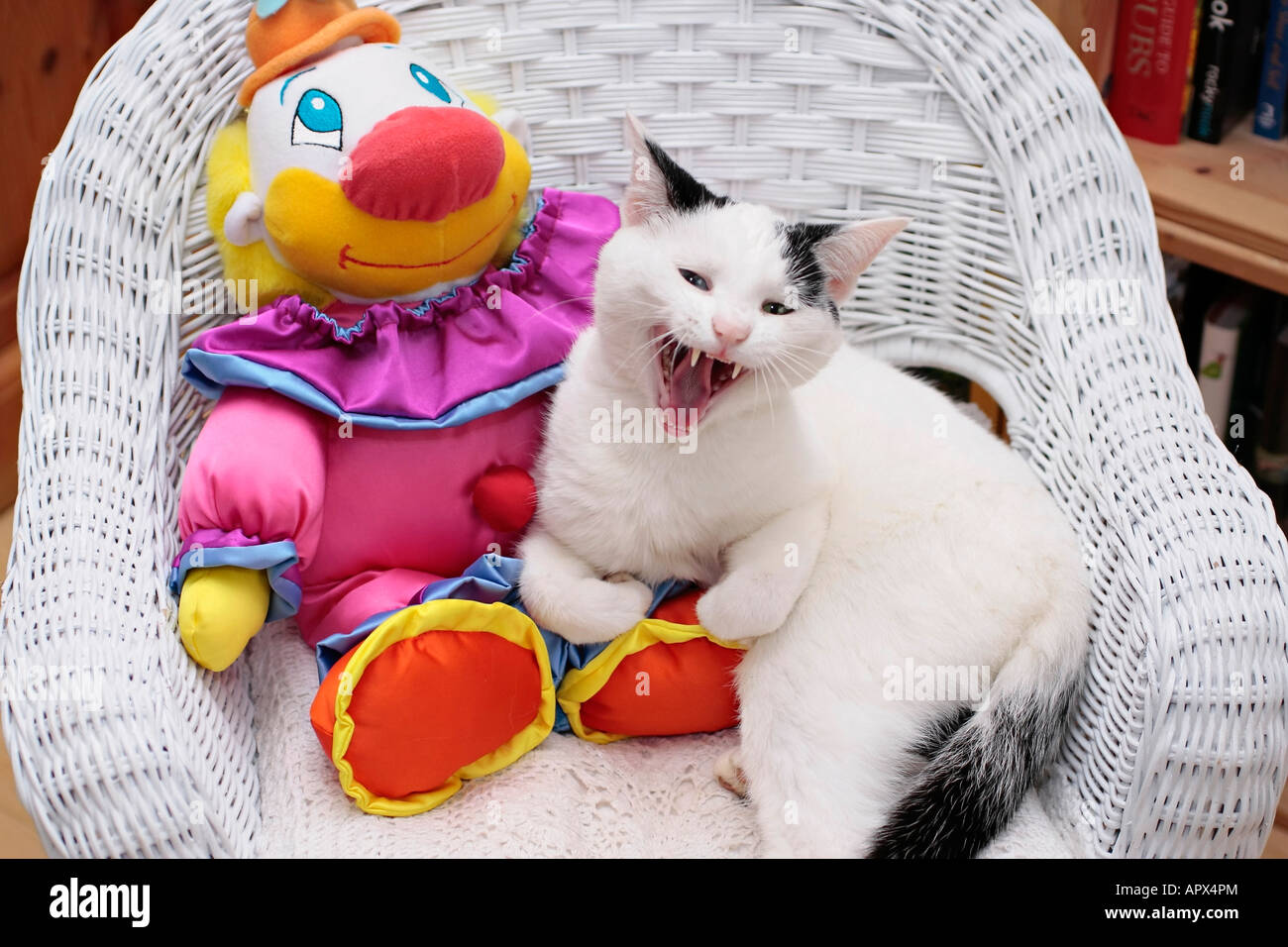 Jeune chat domestique noir et blanc (Felis catus) courbé sur la chaise avec son clown jouet et bâillant ou rire! Banque D'Images